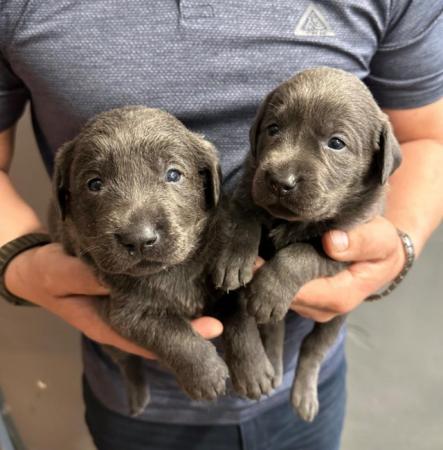 Image 16 of Stunning - Silver & Charcoal Labrador Pups