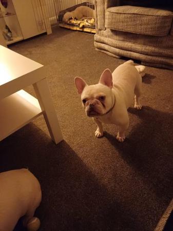 Image 5 of French Bulldogs for sale. £400.00 for both.