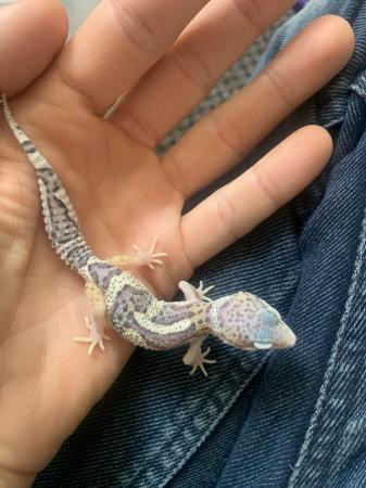 Image 1 of Leopard gecko hatchlings and young adults