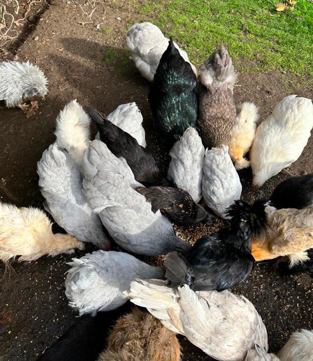 Preview of the first image of Rate breed chickens-also big layers-pekins-etc…. All very he.