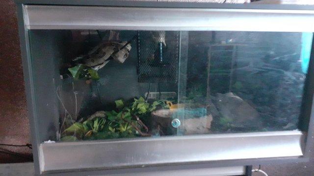 Image 1 of Boa constrictor with tank set up