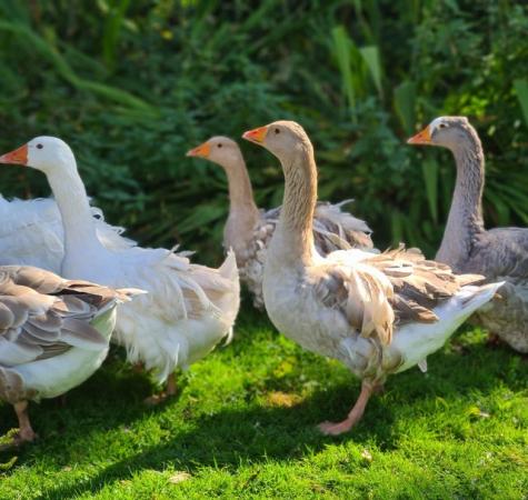 Image 5 of Buff Coloured Sebastopol geese gander buff gosling