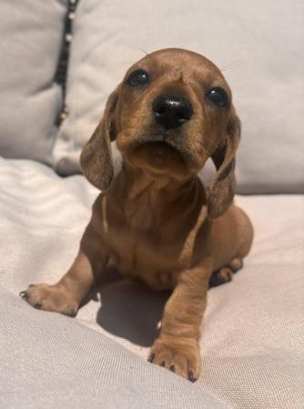 Image 1 of 6 week old mini dachshund pups