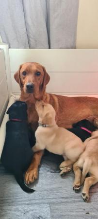 Image 4 of Beautiful kc Red and Black labrador puppies