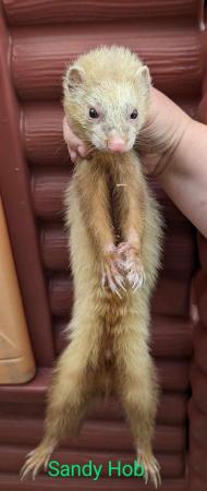 Image 6 of 1-2 year old hobs and Jill’s ferret available