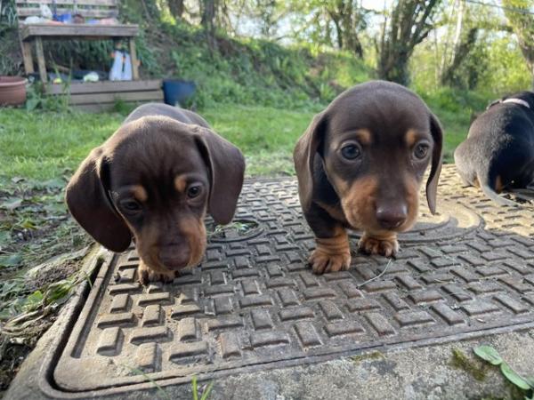 Image 6 of Beautiful Girl Dachshunds, ready to leave 8th May.