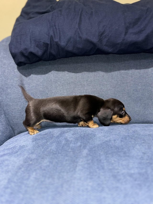 Preview of the first image of miniature dachshund puppies.