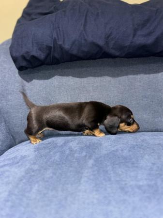 Image 1 of miniature dachshund puppies