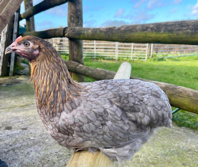 Preview of the first image of Devon olive point of lay pullets for sale.