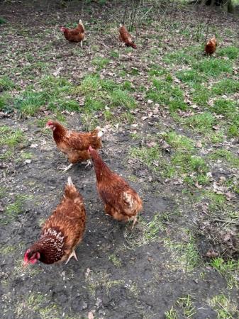 Image 2 of Brown hens laying eggs very friendly