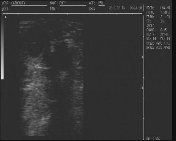 Image 3 of CanineUltrasound scanning in your own home