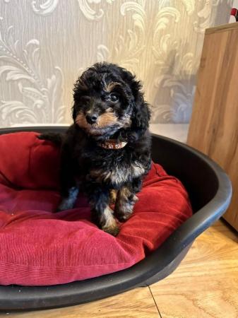 Image 10 of Male female phantom brown/white black/tan toy poodle puppies
