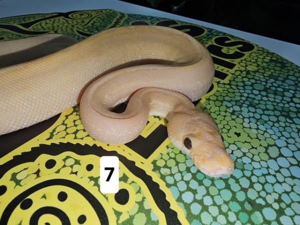 Image 14 of Lots of Beautiful Baby Royal Pythons