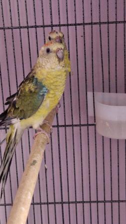 Image 1 of 3x Red Rump Parakeets For Sale