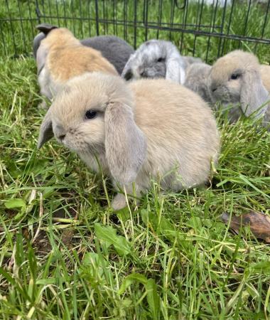 Image 1 of Mini lop baby rabbits **ready now**