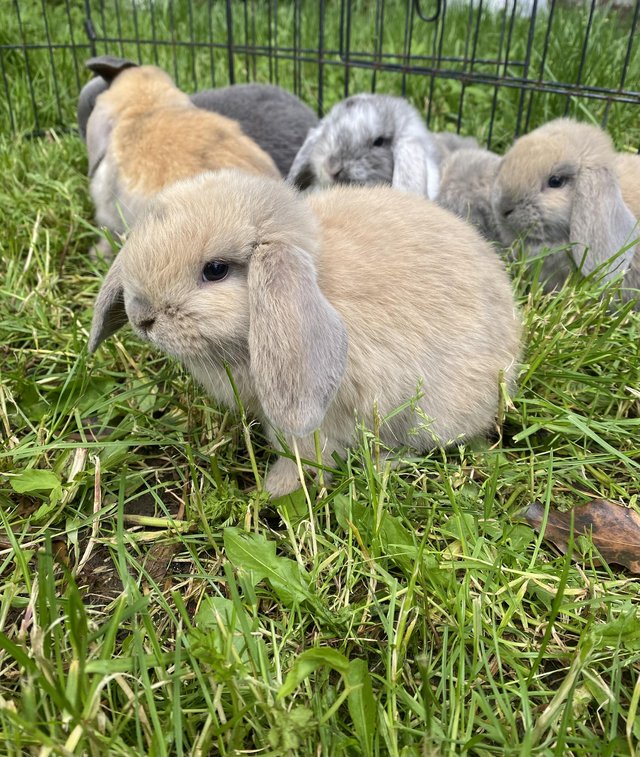 Preview of the first image of Mini lop baby rabbits **ready now**.