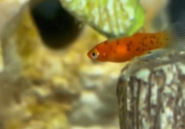 Image 4 of Tropical fish babies for sale