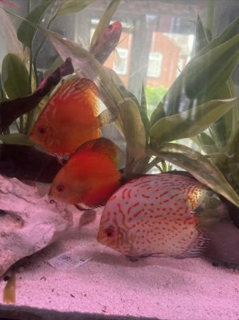 Image 5 of Discus fish , tropical and catfish