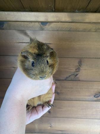 Image 1 of 5 Month Old Male Guinea Pigs