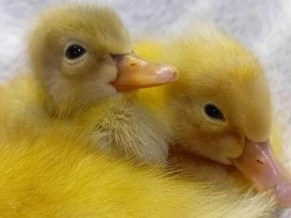 Image 3 of Ducklings & HATCHING EGGS of Indian Runner Ducks for Sale