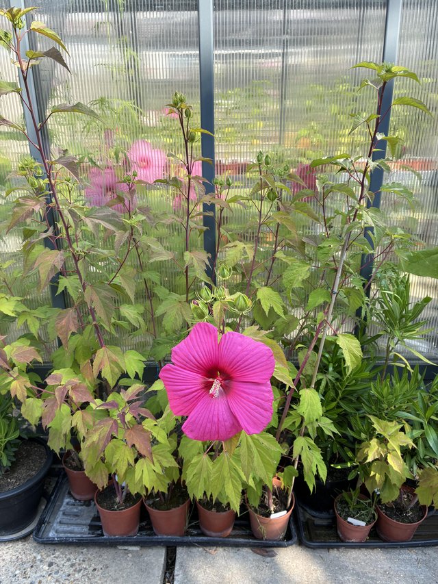 Hardy Marsh Hibiscus for sale — photo 2 of 2