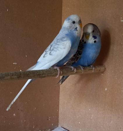 Image 1 of This year's young Budgies.