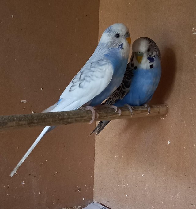 Preview of the first image of This year's young Budgies..