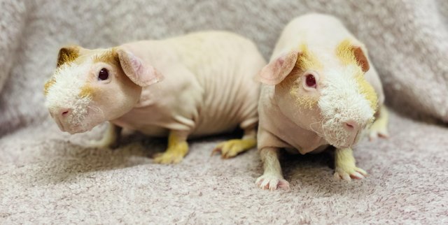 Image 4 of 10 weeks old baby boy skinny pig pair