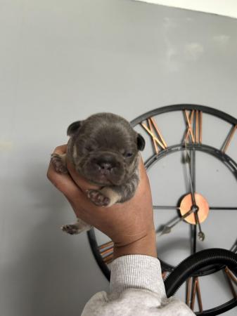 Image 4 of KC registered French Bulldogs