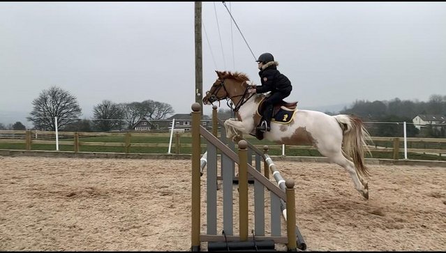Preview of the first image of Showjumping pony for sale.