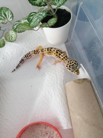 Image 3 of Juvenile/baby leopard geckos