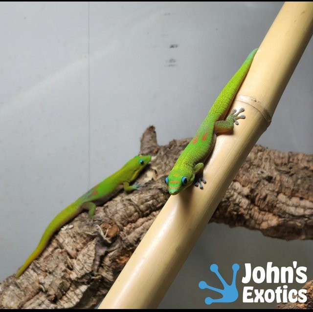 Preview of the first image of REDUCED Gold Dust Day Geckos Adult Female.