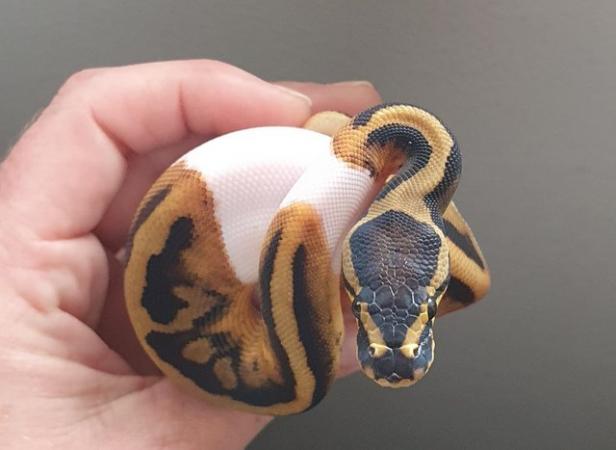 Image 3 of Piebald royal python babies