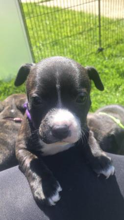 Image 4 of 5 Staffordshire bull terrier puppies