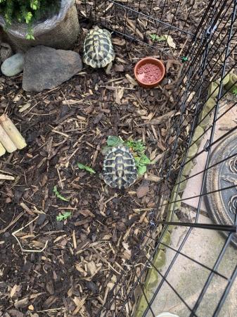 Image 4 of Male Tortoises and table for sale