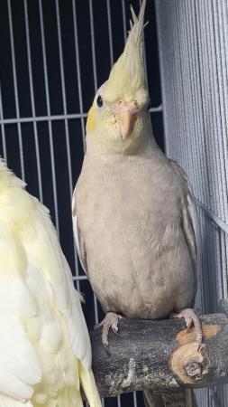 Image 12 of Young cockatiels avairy bred...