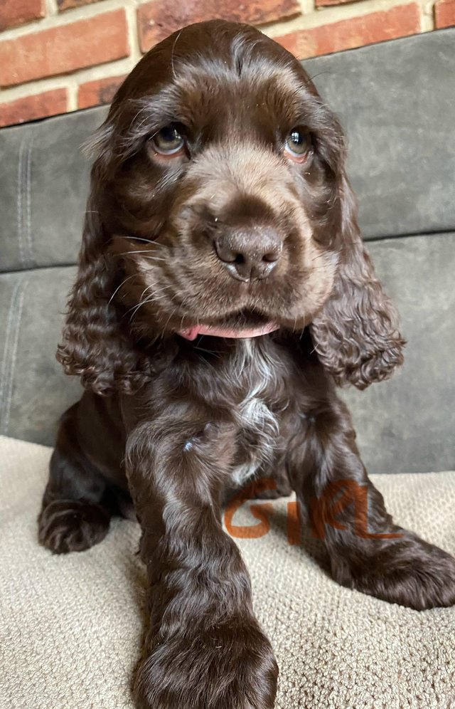 Preview of the first image of True show Cocker spaniel puppies for sale.