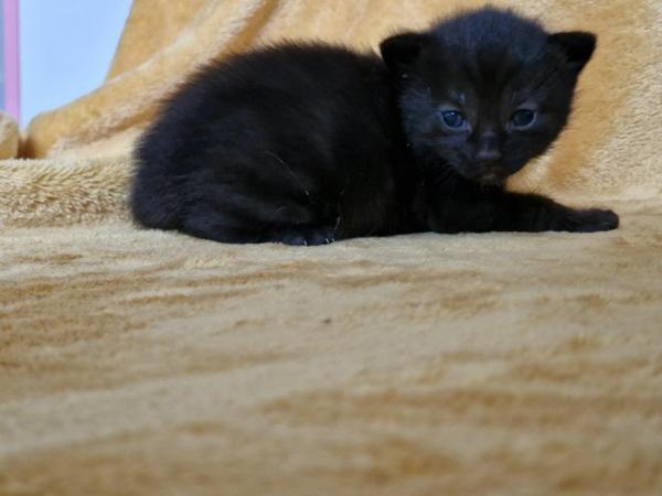 Image 1 of 3 gorgeous kittens available