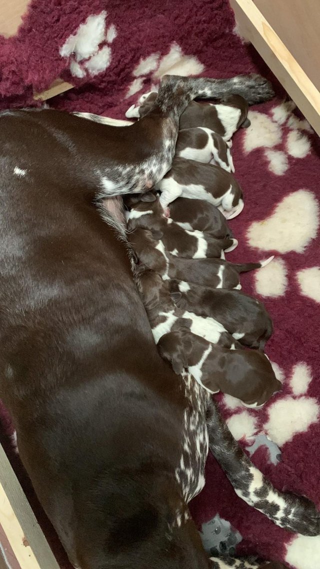 Preview of the first image of KC Reg German Shorthaired Pointer Puppies.