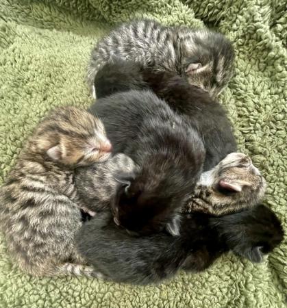 Image 2 of Four Bengal X kittens ready for their homes!