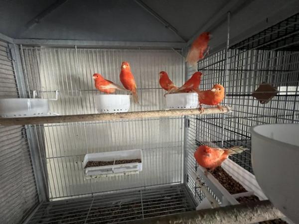 Image 2 of Beautiful dark red factor canaries for sale in Greenock