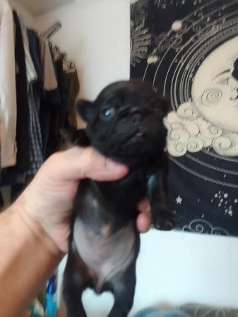 Image 3 of Beautiful little pug puppies for sale