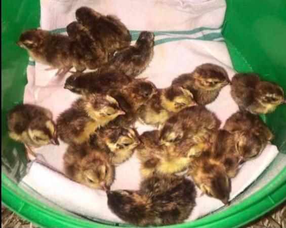 Image 19 of QUAIL HATCHING EGGS/4 BREEDS !