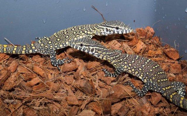 Image 5 of LIZARDS.....Monitors/Tegus and MORE ....Available now !!!