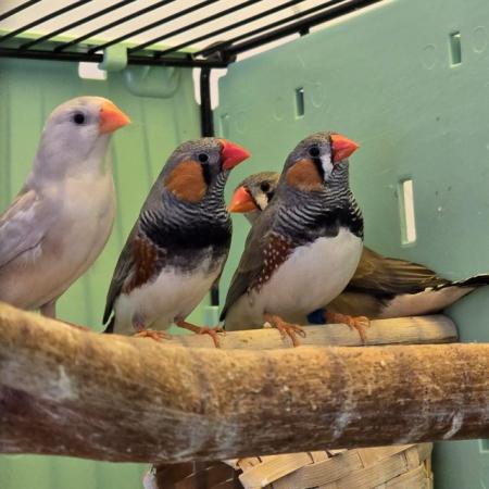 Image 8 of Beautiful healthy canaries and zebra finches for sale