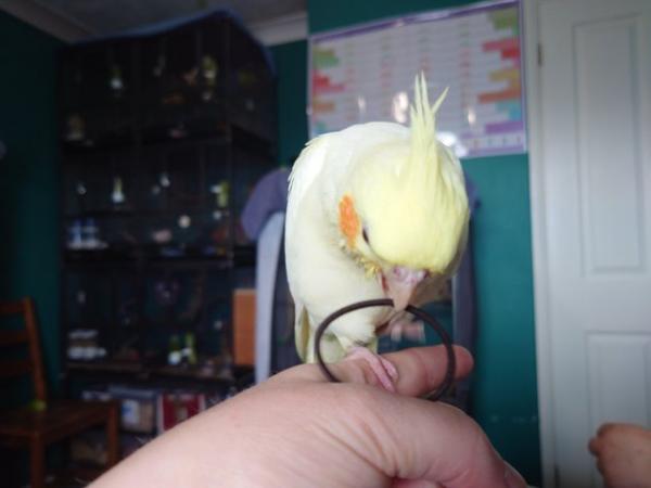 Image 2 of Hand reared silly tame female baby cockatiel for reservation