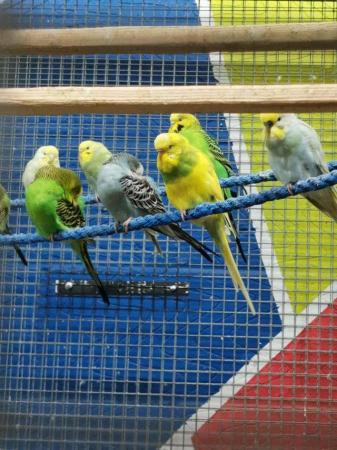 Image 5 of Stunning Budgies top quality young and some breeding age