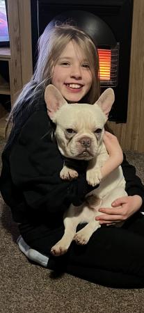 Image 2 of 18 Months old French Bulldog
