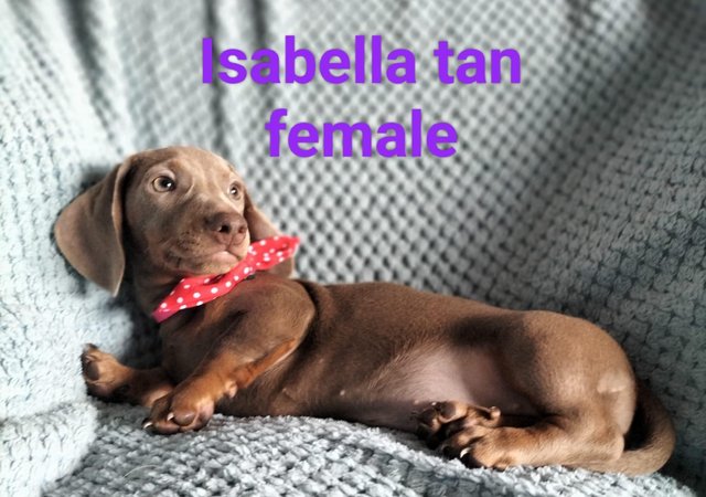 Image 7 of READY NOW KC reg Miniature Dachshund puppies