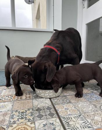Image 4 of Beautiful Chocolate Labrador pups